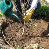 Kako posaditi sadnice trešanja u jesen?
